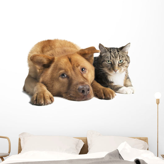 Dog and Cat Together