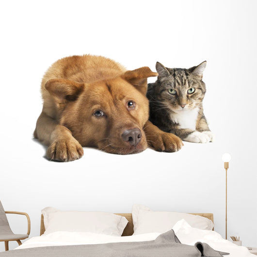 Dog and Cat Together
