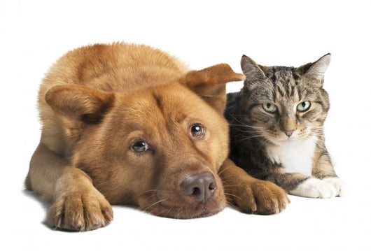 Dog and Cat Together