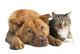 Dog and Cat Together
