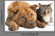 Dog and Cat Together