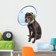 Dog with Cone and