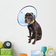 Dog with Cone and