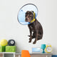 Dog with Cone and