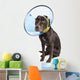 Dog with Cone and