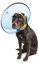 Dog with Cone and