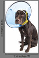 Dog with Cone and