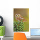 Northern Saw-whet Owl Aegolius Wall Mural