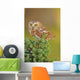 Northern Saw-whet Owl Aegolius Wall Mural