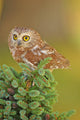 Northern Saw-whet Owl Aegolius Wall Mural