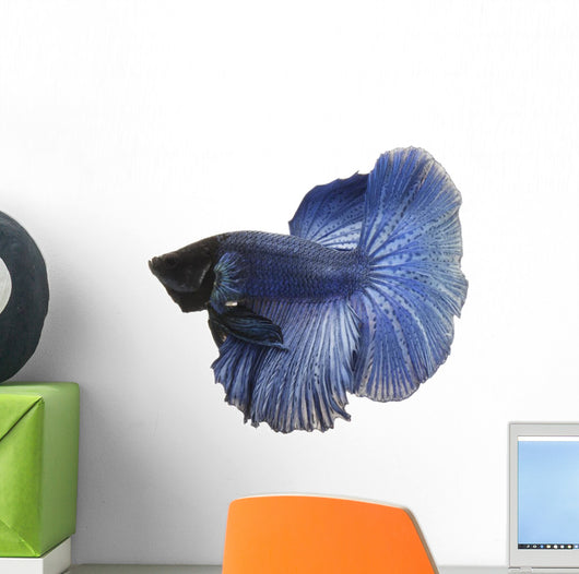 Blue Siamese Fish Wall Decal