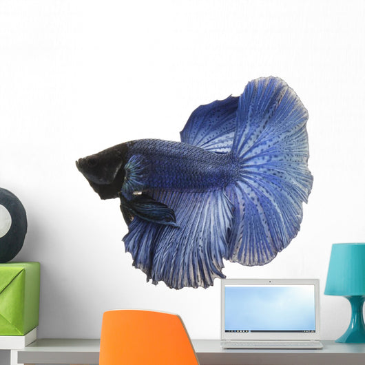 Blue Siamese fish Wall Decal
