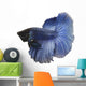 Blue Siamese fish Wall Decal