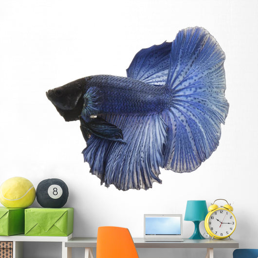Blue Siamese fish Wall Decal