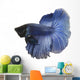 Blue Siamese fish Wall Decal
