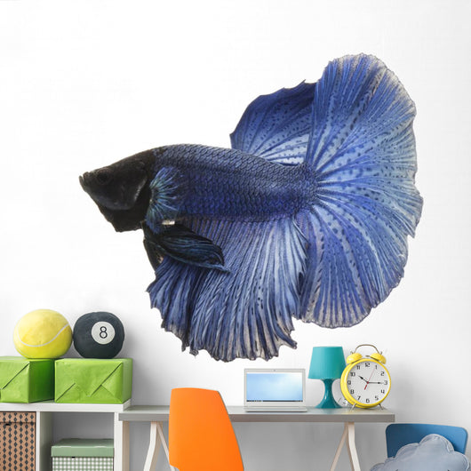 Blue Siamese fish Wall Decal
