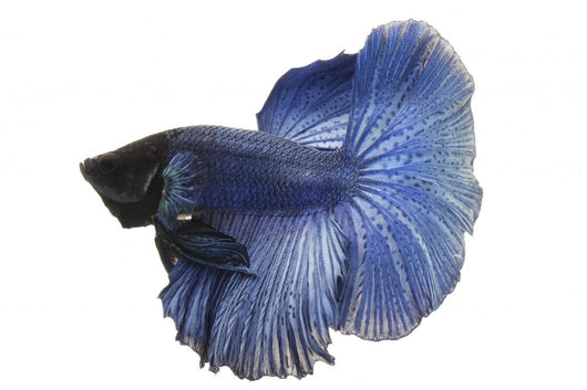 Blue Siamese fish Wall Decal