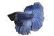 Blue Siamese fish Wall Decal