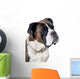 Boxer dog portrait Wall Mural