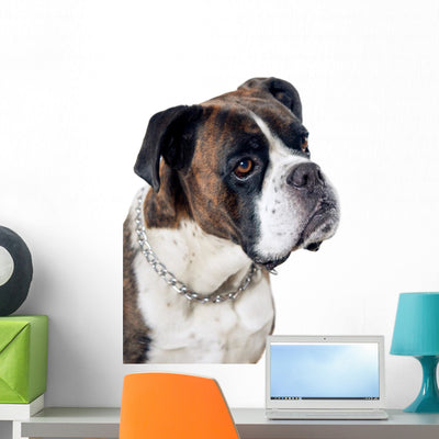 Boxer Dog Portrait Wall Mural shown on a wall