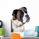 Boxer dog portrait Wall Mural