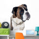Boxer dog portrait Wall Mural