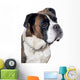 Boxer dog portrait Wall Mural