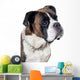 Boxer dog portrait Wall Mural