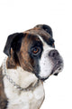Boxer dog portrait Wall Mural