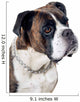 Boxer dog portrait Wall Mural