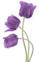 Tulip Wall Decal