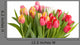 Various Tulips