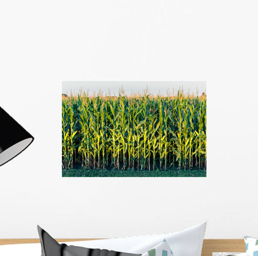 Tall Row Field Corn