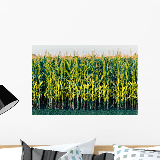 Tall Row Field Corn