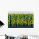 Tall Row Field Corn