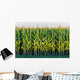Tall Row Field Corn