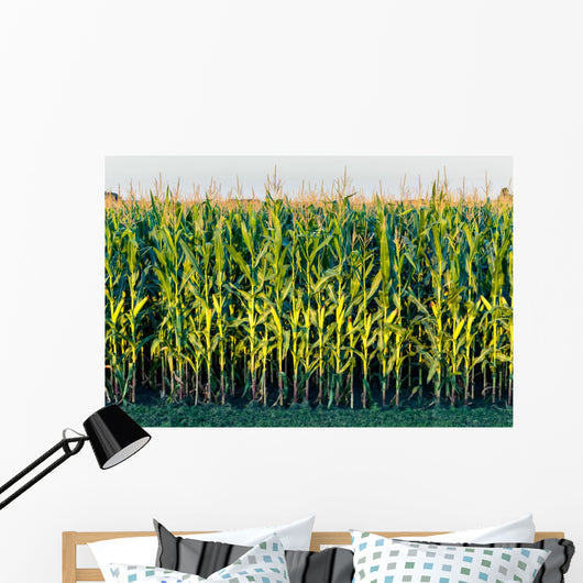 Tall Row Field Corn