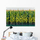 Tall Row Field Corn