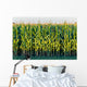 Tall Row Field Corn