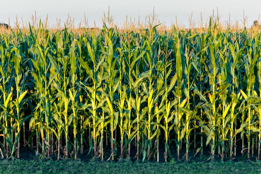 Tall Row Field Corn