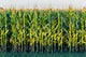 Tall Row Field Corn