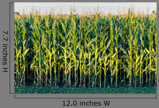 Tall Row Field Corn