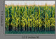 Tall Row Field Corn