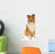 Rough Collie Dog