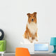Rough Collie Dog