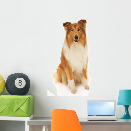 Rough Collie Dog