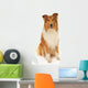 Rough Collie Dog