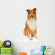 Rough Collie Dog