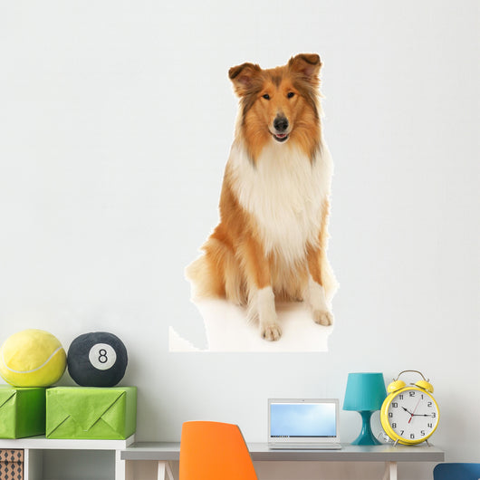 Rough Collie Dog