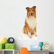 Rough Collie Dog